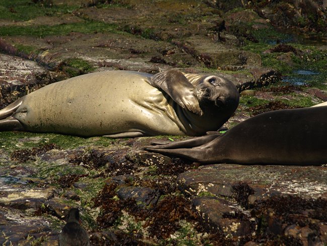 ../../Pictures/241209/138 Seeelefanten.JPG